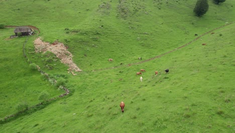 Cows-grazing-on-vibrant-green-hills-with-rustic-hut,-peaceful-countryside-scene,-daylight,-aerial-view