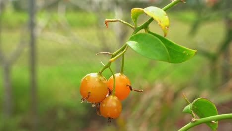 Sartén-Lenta-A-Grosella-De-Barbados-Colgando-De-Vid-Madura-Y-Lista-Para-La-Cosecha-Jardín-Botánico-De-Frutas-Tropicales