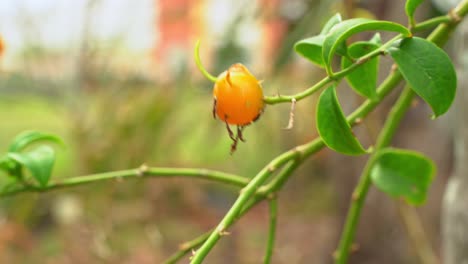 Primer-Plano-De-Grosella-Espinosa-De-Barbados-Colgando-De-Una-Vid-Madura-Y-Lista-Para-La-Cosecha-En-El-Jardín-Botánico-De-Frutas-Tropicales