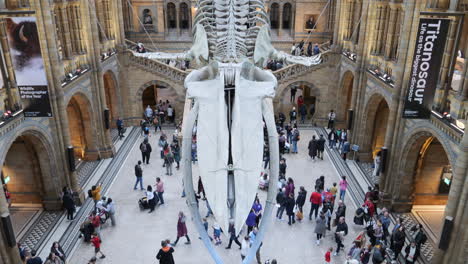 Inclinación-Hacia-Abajo-Del-Esqueleto-De-Ballena-Azul-En-El-Hall-Del-Museo-De-Historia-Natural-De-Londres