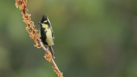 Yellow-black-colored-Indian-Tit-looking-around-from-a-perch-with-a-amazing-crest-jumps-down