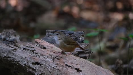 Camera-zooms-out-while-looking-around-perched-on-a-log,-Abbott's-Babbler-Malacocincla-abbotti,-Thailand