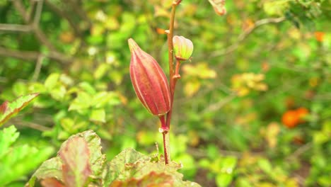 Hermosa-Y-Vibrante-Toma-De-Plantas-Vegetales-De-Okra-Que-Producen-Cultivos-Veganos-Para-Cocinar-Y-Beneficios-Para-La-Salud