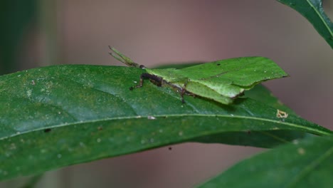 Seen-sideways-eating-the-leaf-as-if-it-is-part-of-the-plant-while-the-camera-zooms-in,-Systella-rafflesii-Leaf-Grasshopper,-Thailand