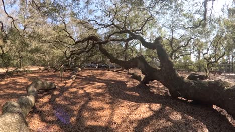 Giant-tree-limb-of-the-Angel-oak-tree-in-Charleston-South-Carolina-in-2024