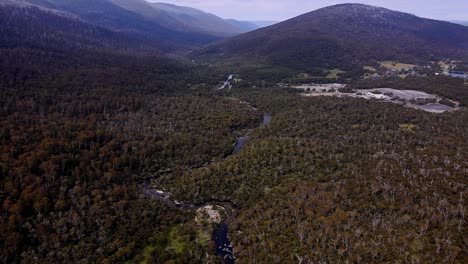 Snowy-River-And-Dense-Thicket-In-Kosciuszko-National-Park,-New-South-Wales,-Australia