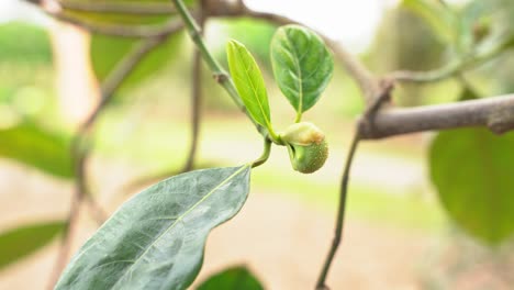 Stunning-shot-of-baby-jackfruits-on-tree-fleshy-exotic-vegan-favorite-tropical-nutritious-food