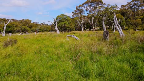 Overgrown-Grass-And-Gum-Trees-In-Kosciuszko-National-Park,-New-South-Wales,-Australia