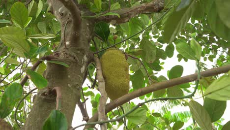 Nice-shot-of-full-grown-jackfruits-on-tree-fleshy-exotic-vegan-favorite-tropical-nutritious-food