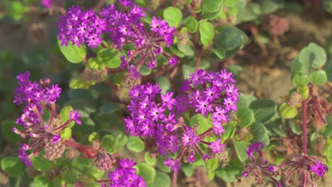Flores-Silvestres-De-Color-Púrpura-Del-Desierto-Desde-Una-Toma-De-Arriba-Hacia-Abajo-Creciendo-En-La-Arena-Y-Soplando-En-El-Viento