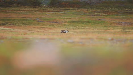 A-lone-reindeer-is-wandering-through-the-autumnal-tundra-of-Northern-Norway