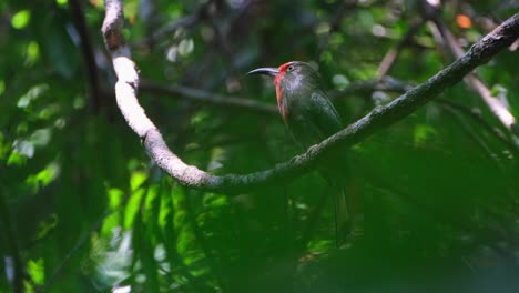 Facing-to-the-left-as-the-camera-zooms-out-captured-through-thick-branches-and-leaves,-Red-bearded-Bee-eater-Nyctyornis-amictus,-Thailand