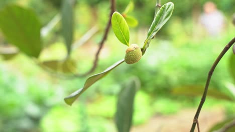 Mangobaum-Baby-Mangos-Wachsen-Bereit,-In-Junge-Tropische-Früchte-Exotisch-Zu-Wachsen