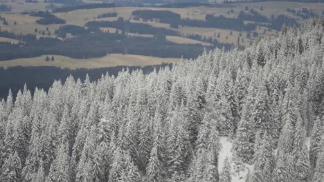 Bosque-De-Pinos-Cubierto-De-Nieve-En-Las-Laderas-De-Las-Montañas-De-Los-Alpes-Austriacos