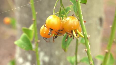 Nahaufnahme-Einer-Orangefarbenen,-Reifen-Stachelbeere-Aus-Barbados,-Die-An-Einer-Rebe-Hängt,-Die-Reif-Und-Bereit-Für-Die-Ernte-Ist,-Tropischer-Obstbotanischer-Garten