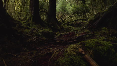 Olympic-National-Park,-Washington-State,-USA---Trees-and-Nurse-Logs-in-the-Ancient-Forest-of-the-Hoh-Rainforest---POV-Shot