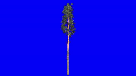 3D-scots-pine-tree-with-wind-effect-on-blue-screen-3D-animation