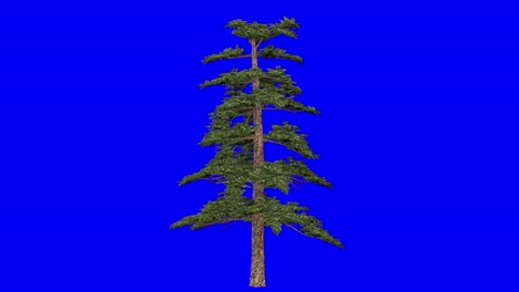 3D-huangshan-pine-tree-with-wind-effect-on-blue-screen-3D-animation