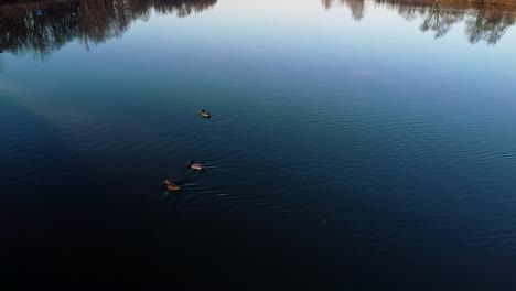 Aerial-over-river,-ducks-shoreline