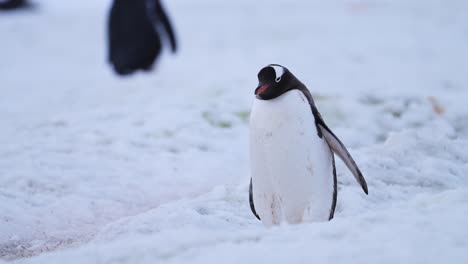 Antarctica-Wildlife-and-Animals,-Gentoo-Penguins-Walking-on-Penguin-Highway-in-Snow-in-Slow-Motion-on-Antarctica-Wildlife-and-Animals-Vacation-on-Antarctic-Peninsula,-Cute-Low-Angle-Shot