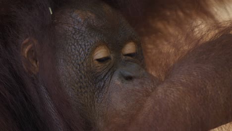 Extreme-Close-up-of-an-orangutan's-face-eating-a-melon