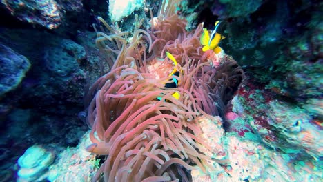 Unterwasseraufnahme-Von-Clarks-Anemonenfischen-In-Dahab,-Ägypten