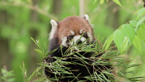 Kleiner-Panda-Oder-Roter-Panda-Frisst-Bambusblätter-In-Einem-Wald---Nahaufnahme