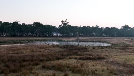 Birds-landing-on-dead-tree-on-misty-pond