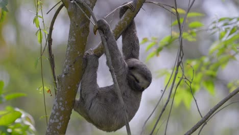 A-sloth-hangs-from-the-tree-while-sleeping-very-peacefully