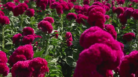 Push-in-footage-of-a-velvet-flower-field-in-Atlixco,-México