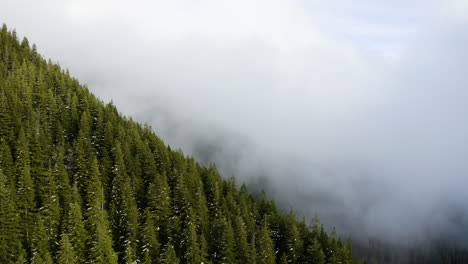 Flying-Over-Dense-Pine-Tree-Forest-To-Misty-Landscape-In-Olympic-Peninsula,-Washington-State,-USA