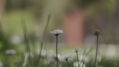 Primer-Plano-De-Flores-De-Manzanilla-En-El-Parque.