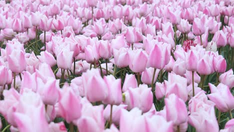Field-With-Pink-Tulips-In-The-Netherlands---Close-Up