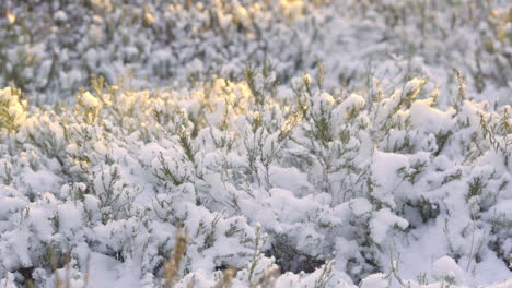 Arbusto-Congelado-Iluminado-Por-Una-Suave-Puesta-De-Sol,-Perspectiva-Macro-Invernal-De-Ligero-Deshielo
