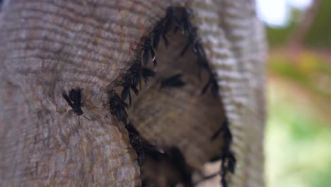 Wild-wasps-building-their-nest-in-a-damp-forest