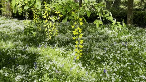 Blühende-Glockenblumen-Und-Bärlauch-Im-Frühling-In-Waterford,-Irlands-Naturschönheit