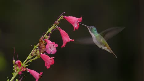 Una-Gota-Cae-Sobre-Un-Colibrí-Y-Más-Gotas-Se-Despliegan-En-Cámara-Lenta