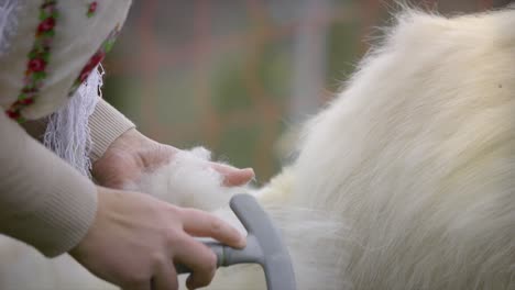 Combing-cashmere-goat-work-CLOSE-UP