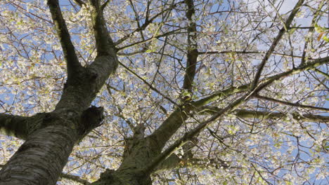 Blossoming-cherry-tree-branches-against-clear-blue-sky