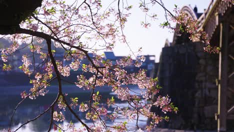 Sakura-En-Flor-Colgando-Sobre-El-Puente-Kintaikyo-En-La-Mañana-De-Primavera-En-Japón