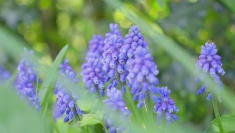 Vibrant-bluebell-flowers-swaying-gently-in-a-spring-breeze