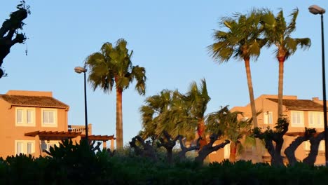 Treetops,-palm-trees,-swaying-on-the-wind-with-early-morning-sun-dying-house-in-orange-glow