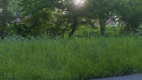 Una-Hermosa-Vista-Cinematográfica-Del-Parque-Natural-De-Bosques-De-Madera-Y-Césped-Verde-Con-Plantas-A-La-Luz-Del-Sol