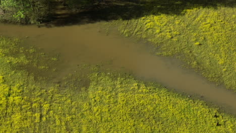 The-wolf-river-meandering-through-collierville-with-vibrant-yellow-flowers-on-banks,-aerial-view