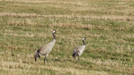 Kraniche-Stehen-Auf-Einem-Feld-In-Indre-Fosen,-Norwegen---Weitwinkelaufnahme