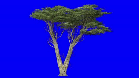 3D-monterey-cypress-tree-with-wind-effect-on-blue-screen-3D-animation