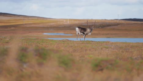 Ein-Einsames-Rentier-Grast-In-Der-Herbstlichen-Tundra