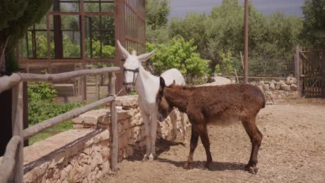 White-donkey-and-brown-foal-in-a-sunny-farmyard,-green-foliage-in-background,-clear-day