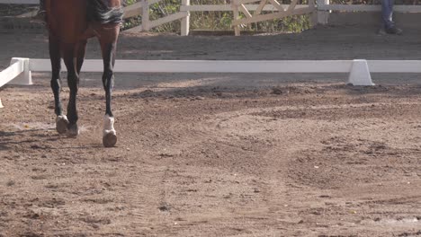 Closeup-of-the-legs-of-a-thoroughbred-horse-during-equestrian-competition