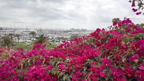 Buganvilia-Büsche-In-Voller-Blüte-In-Palma-De-Mallorca,-Spanien-Mit-Blick-Auf-Den-Yachthafen-An-Einem-Bewölkten-Tag-Im-Frühling